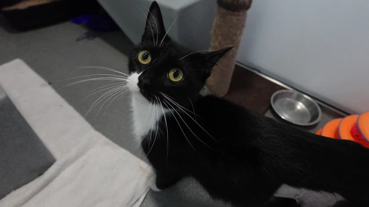 Rocky, female young mixed breed for adoption at Battersea Dogs & Cats Home, London