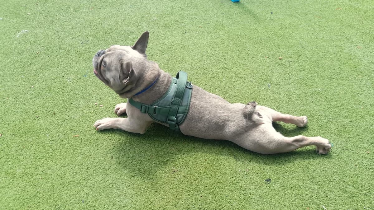 Rolo, male senior English Bulldog for adoption at Battersea Dogs & Cats Home, London