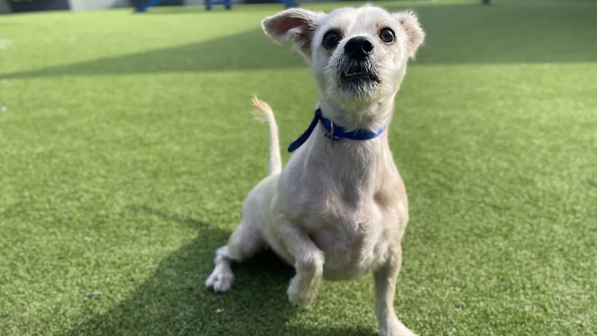 Rolo, male mixed breed for adoption at Battersea Dogs & Cats Home, London