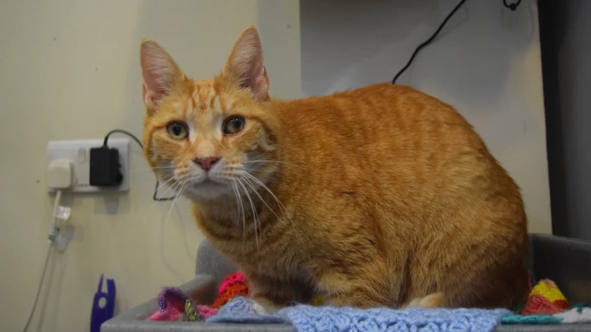 Romeo, male senior mixed breed for adoption at Battersea Dogs & Cats Home, London