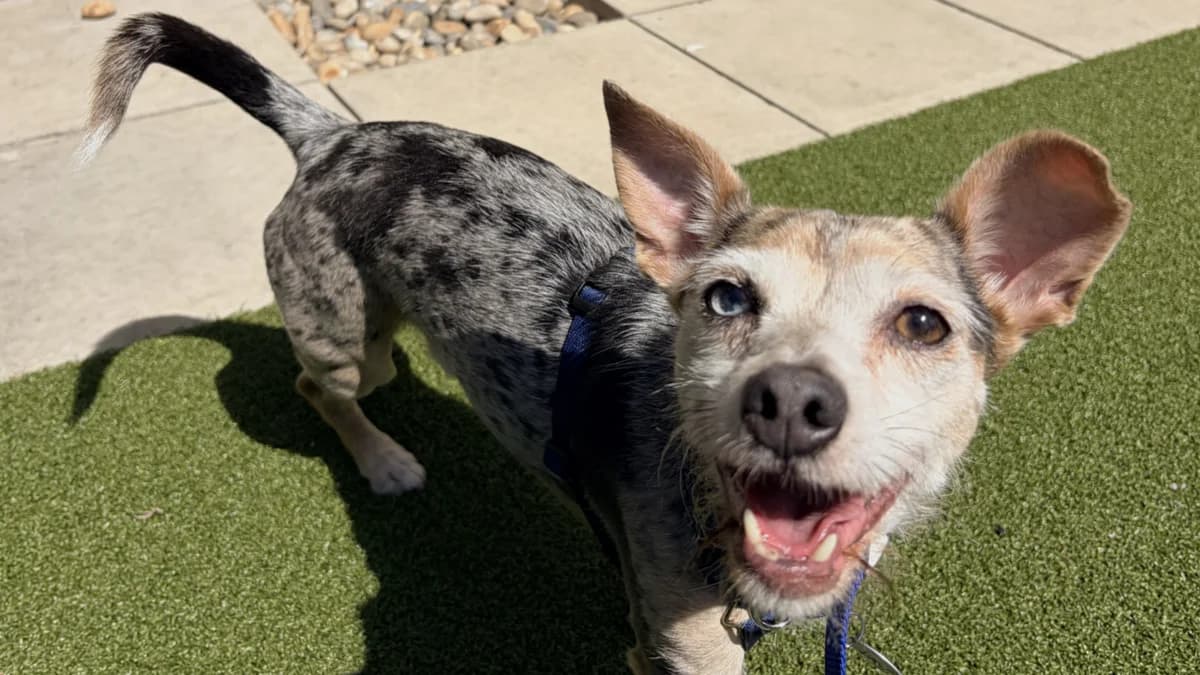 Ronnie, male 5yo mixed breed for adoption at Battersea Dogs & Cats Home, London