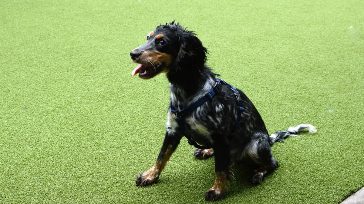 Roo, female puppy Cocker Spaniel for adoption at Battersea Dogs & Cats Home, London