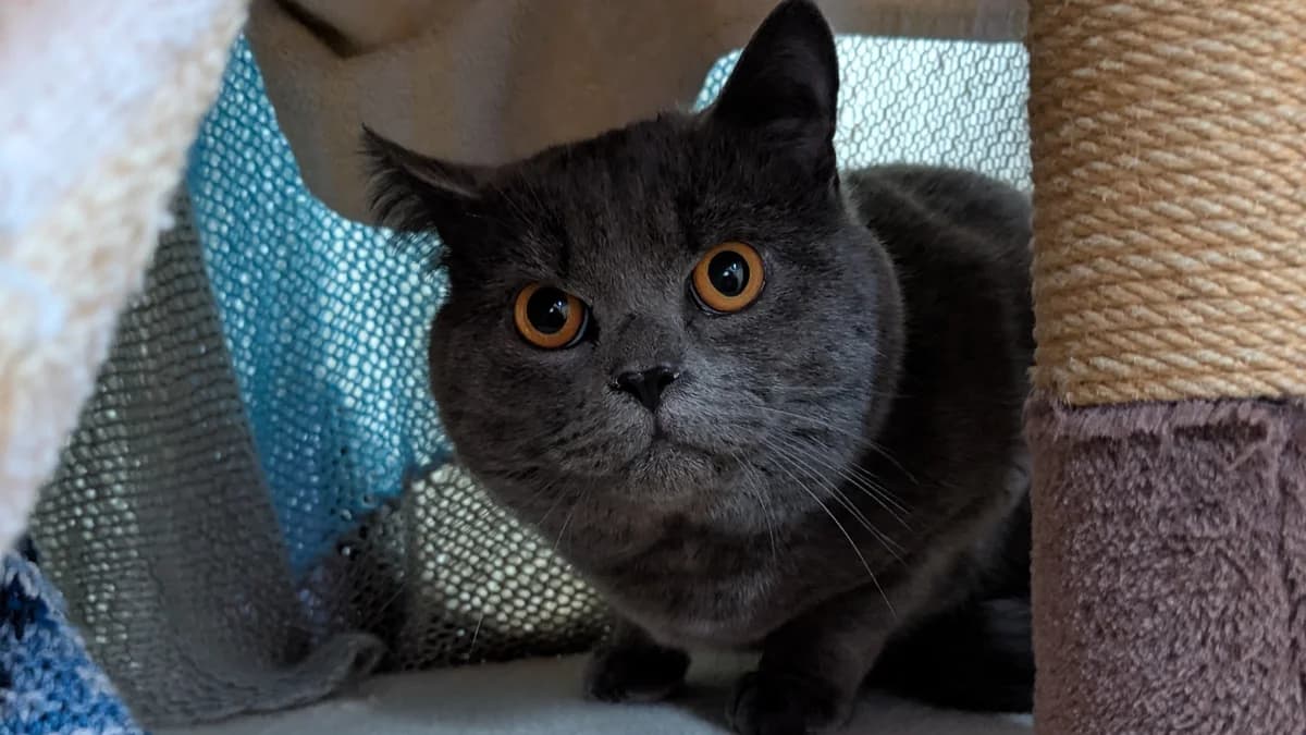 Rory, male mixed breed for adoption at Battersea Dogs & Cats Home, London