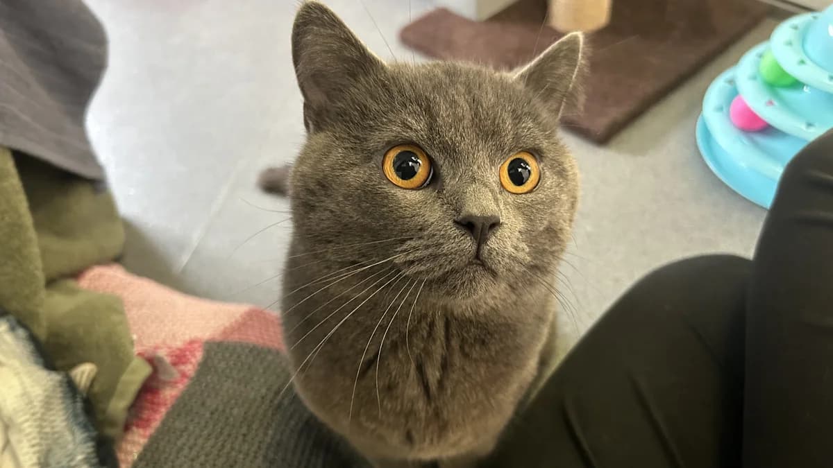 Rory, male mixed breed for adoption at Battersea Dogs & Cats Home, London — photo 2 of 9