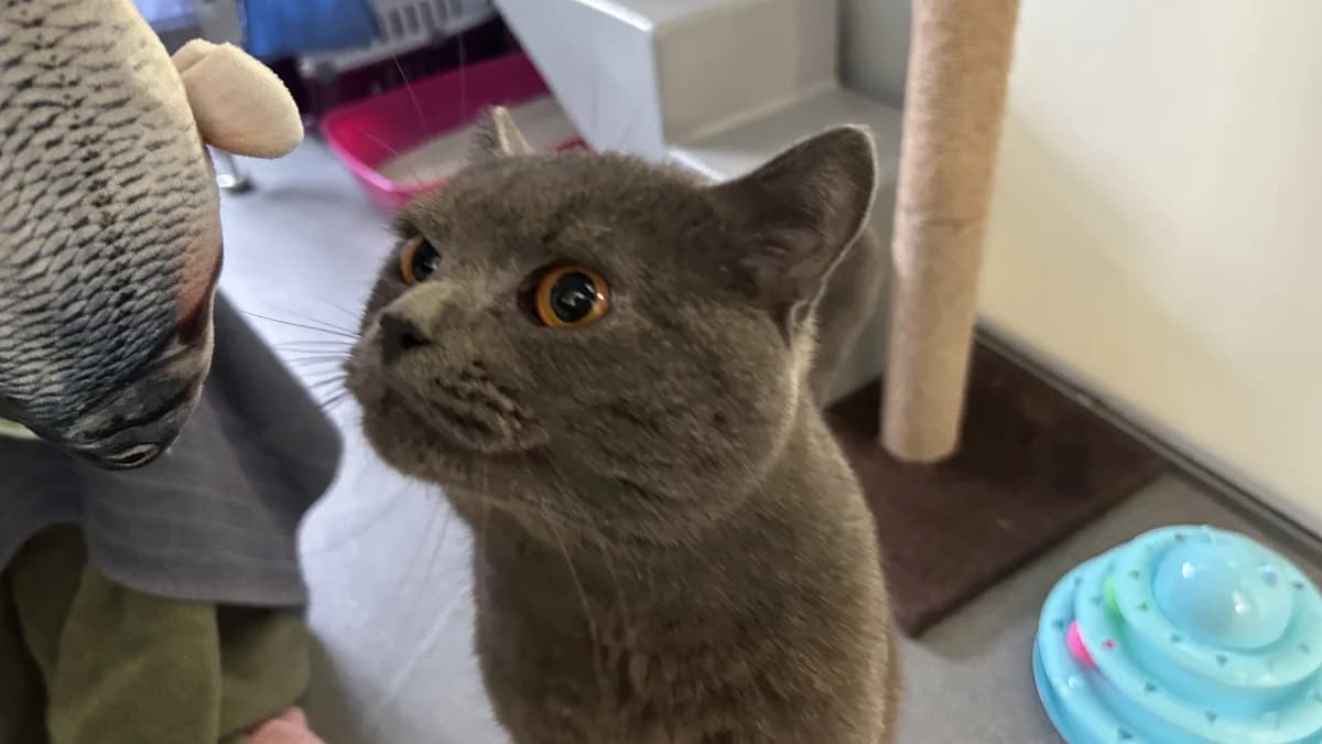 Rory, male mixed breed for adoption at Battersea Dogs & Cats Home, London — photo 3 of 9