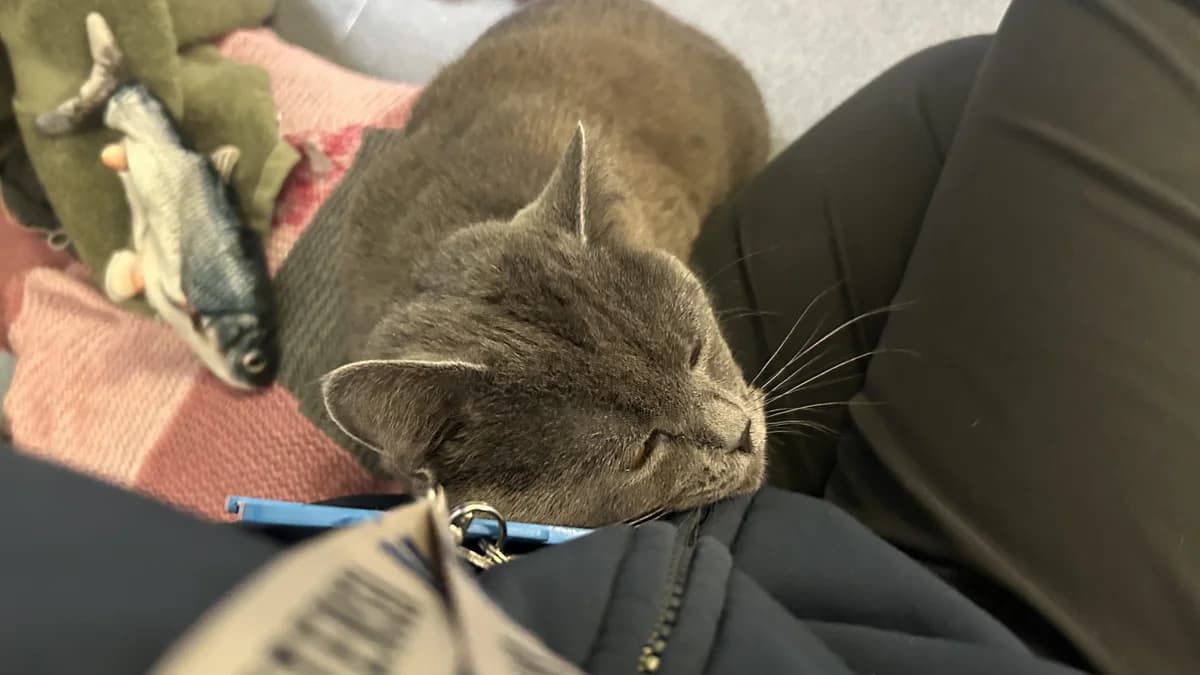 Rory, male mixed breed for adoption at Battersea Dogs & Cats Home, London — photo 4 of 9