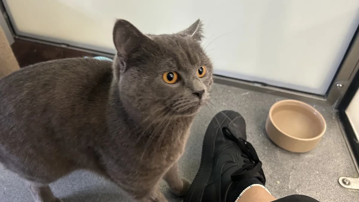 Rory, male mixed breed for adoption at Battersea Dogs & Cats Home, London — photo 5 of 9