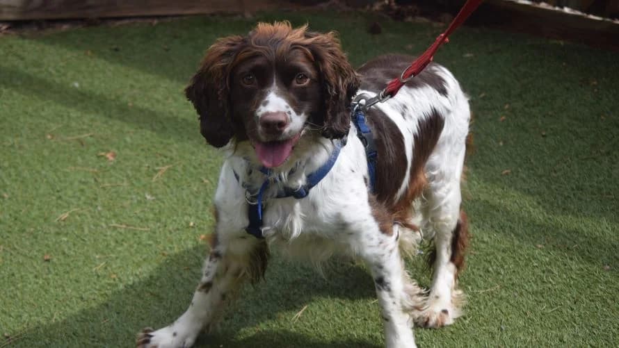 Rosie,  (Battersea Dogs & Cats Home)