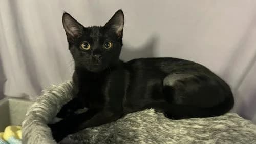 Rosy, female puppy mixed breed for adoption at Battersea Dogs & Cats Home, London