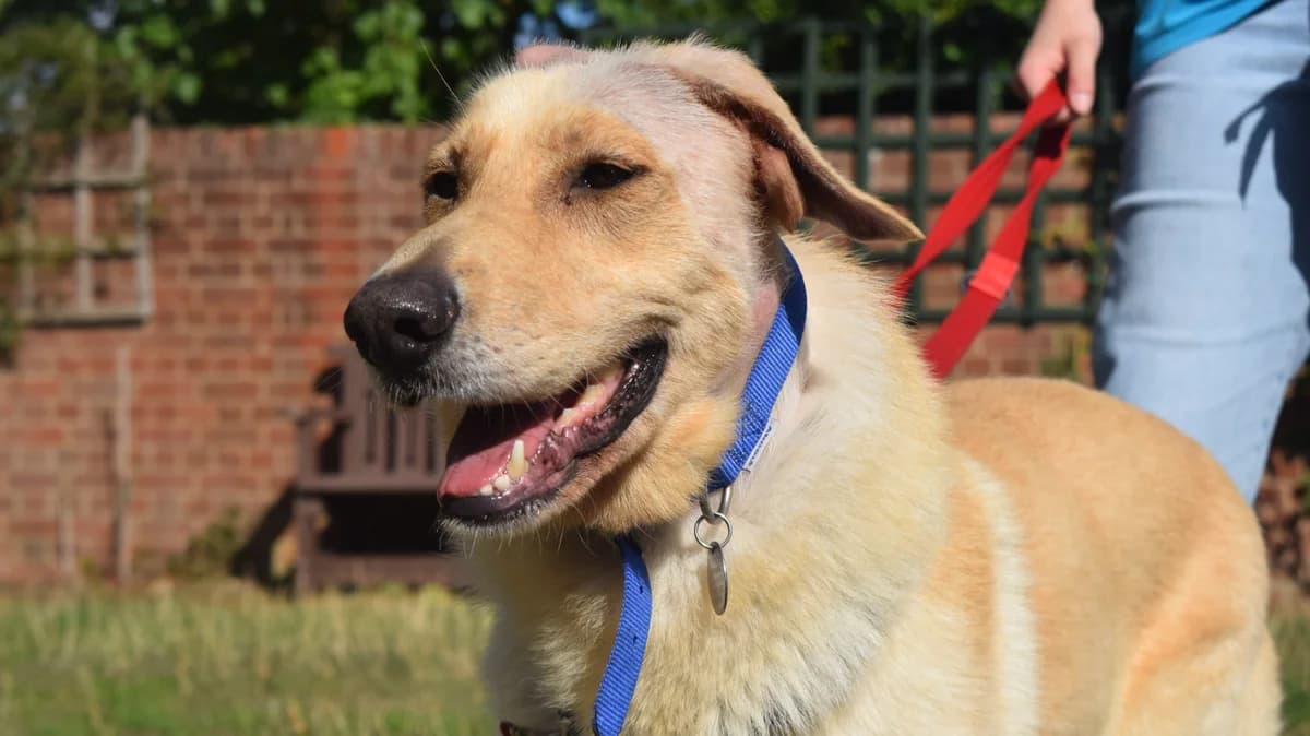Runa, female German Shepherd for adoption at Battersea Dogs & Cats Home, London