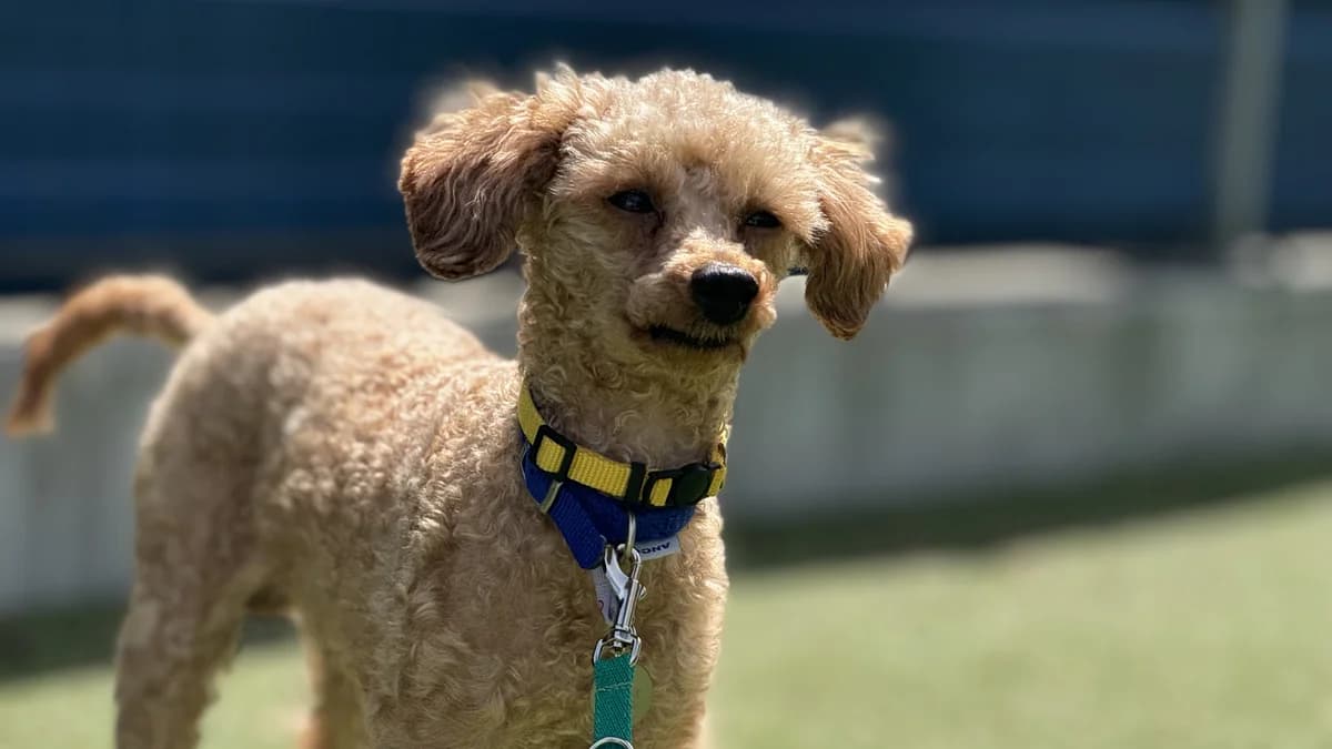 Rusty, male senior Poodle for adoption at Battersea Dogs & Cats Home, London