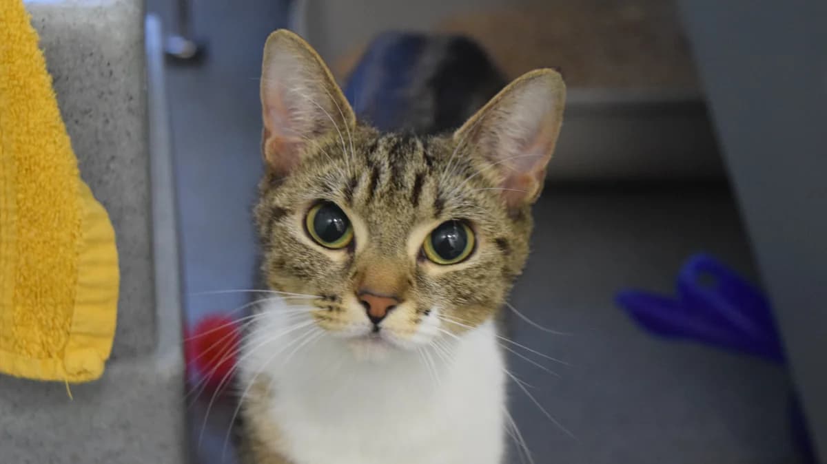 Sage, female young mixed breed for adoption at Battersea Dogs & Cats Home, London
