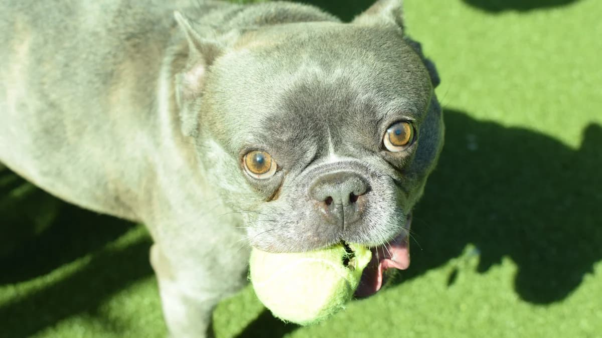 Saint, male 4yo English Bulldog for adoption at Battersea Dogs & Cats Home, London