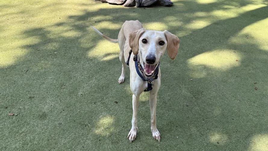 Saphy, female young Saluki for adoption at Battersea Dogs & Cats Home, London