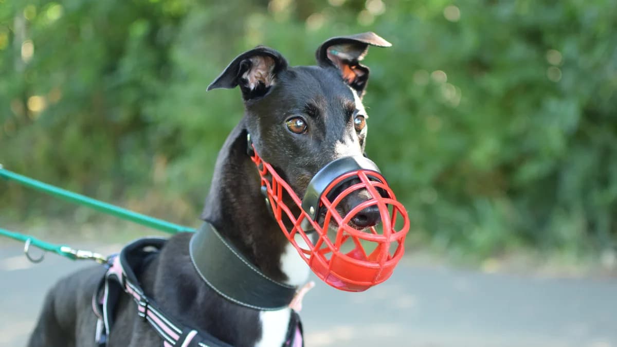 Sarah, female 5yo Greyhound for adoption at Battersea Dogs & Cats Home, London