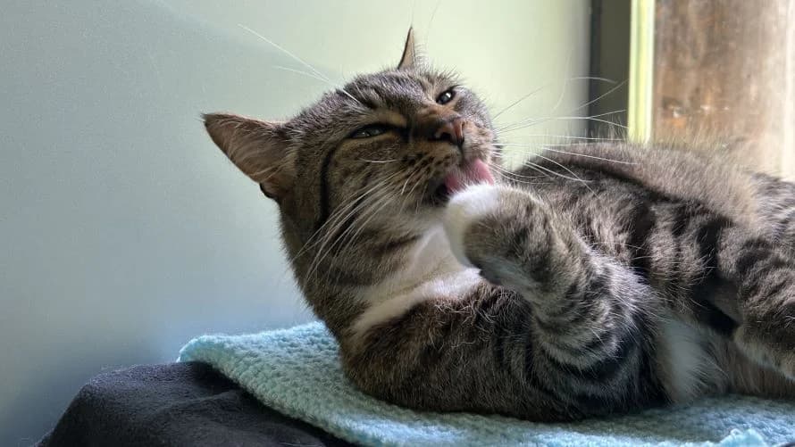 Sausage, male 5yo mixed breed for adoption at Battersea Dogs & Cats Home, London
