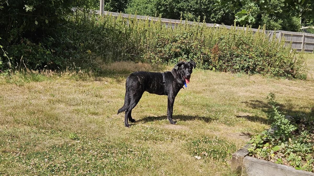 Savannah, female puppy Cane Corso for adoption at Battersea Dogs & Cats Home, London