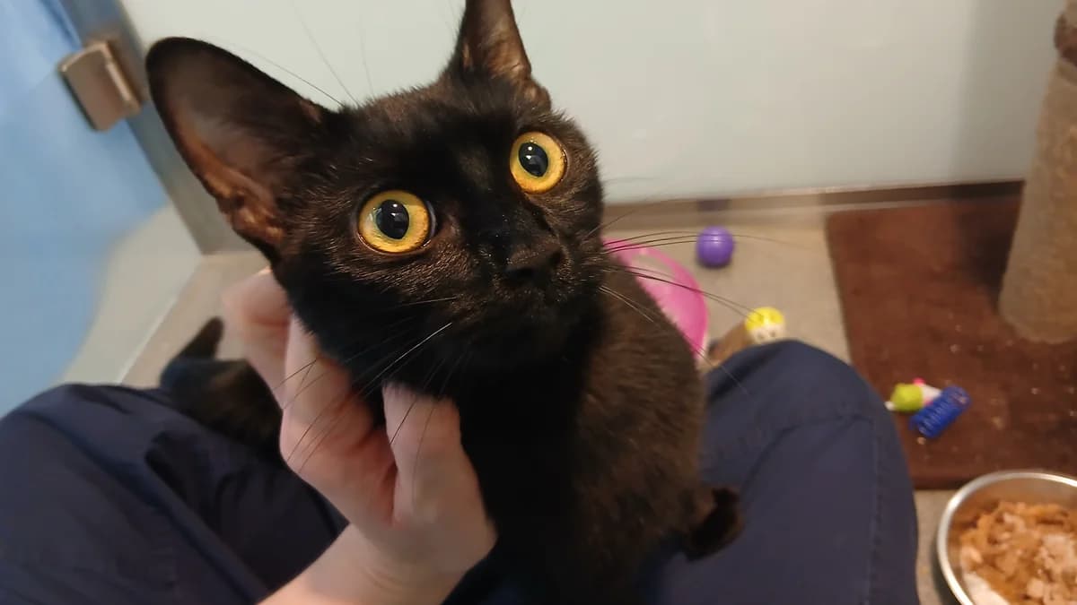 Scotland, female puppy mixed breed for adoption at Battersea Dogs & Cats Home, London