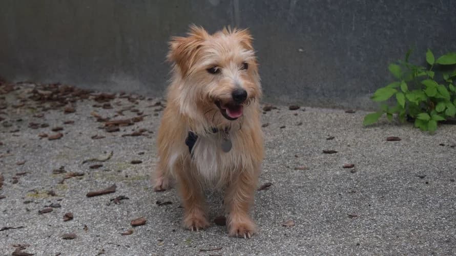 Scrabble, male young mixed breed for adoption at Battersea Dogs & Cats Home, London