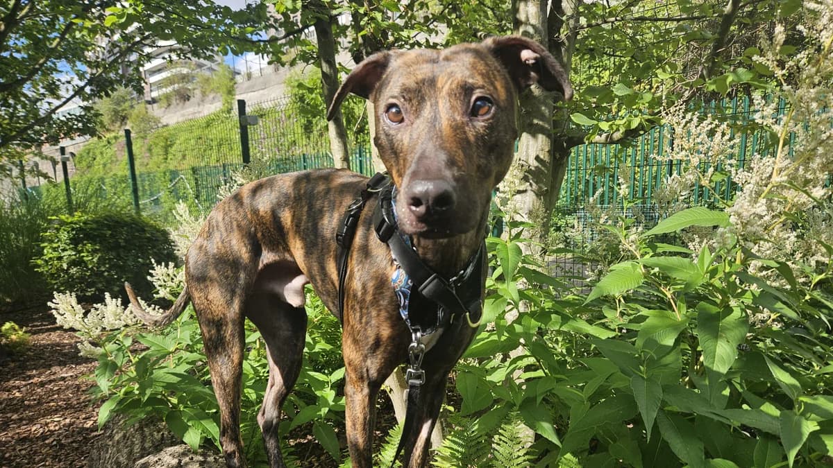 Scrappy, male 3yo Lurcher for adoption at Battersea Dogs & Cats Home, London