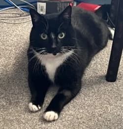 Sebastian, male senior mixed breed for adoption at Battersea Dogs & Cats Home, London
