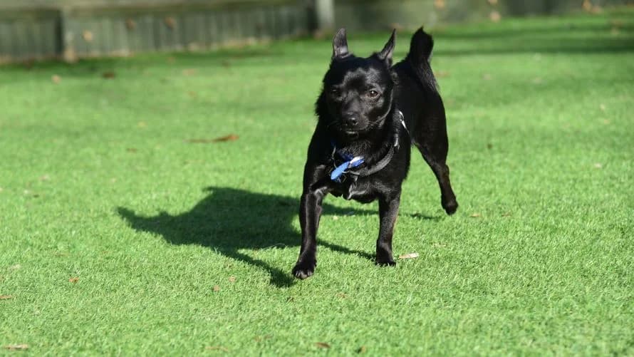 Shadow, male young Mixed Breed for adoption at Battersea Dogs & Cats Home, London