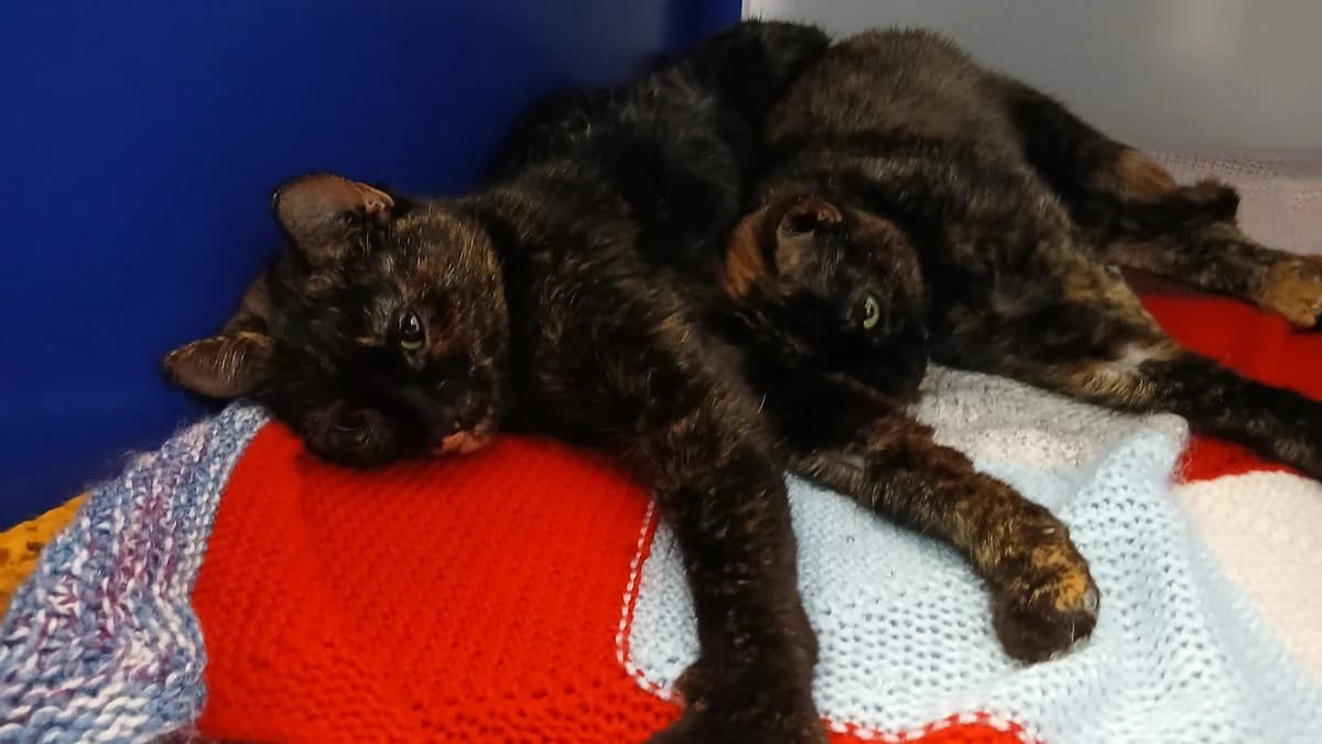 Shady (and Ivy), female mixed breed for adoption at Battersea Dogs & Cats Home, London