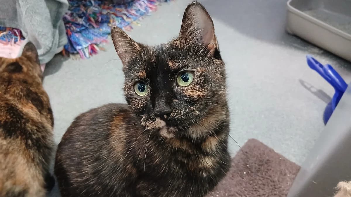 Shady (and Ivy), female mixed breed for adoption at Battersea Dogs & Cats Home, London — photo 2 of 7