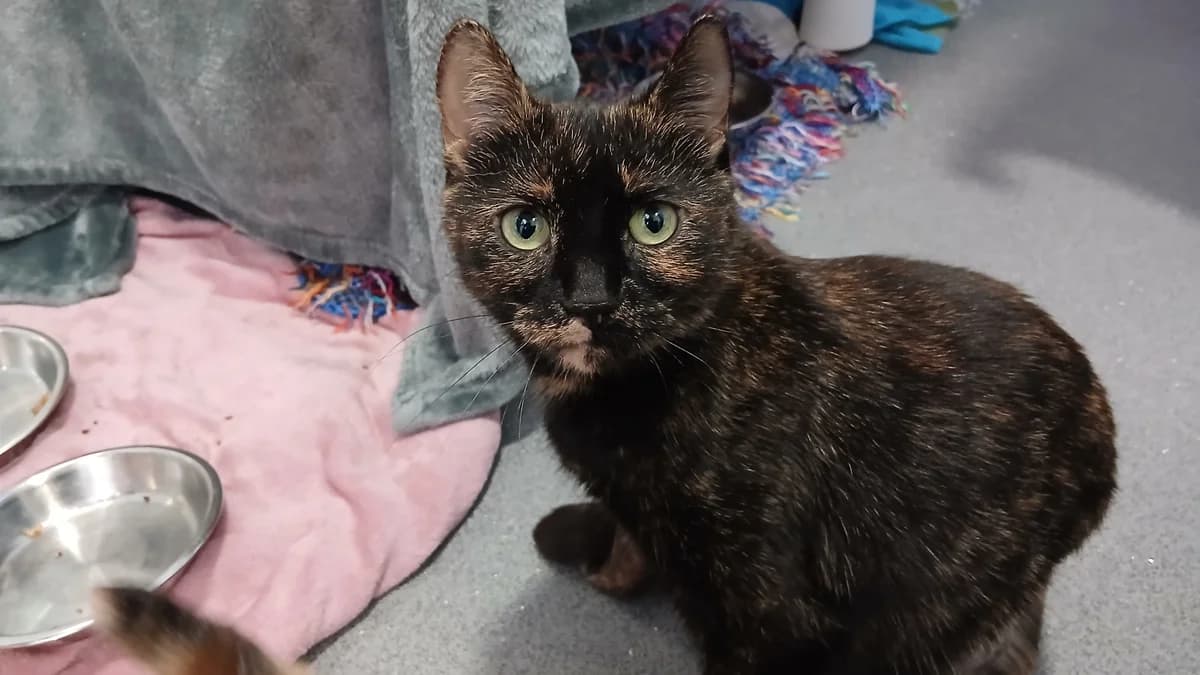 Shady (and Ivy), female mixed breed for adoption at Battersea Dogs & Cats Home, London — photo 3 of 7