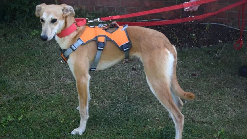 Sherbert, male young Lurcher for adoption at Battersea Dogs & Cats Home, London