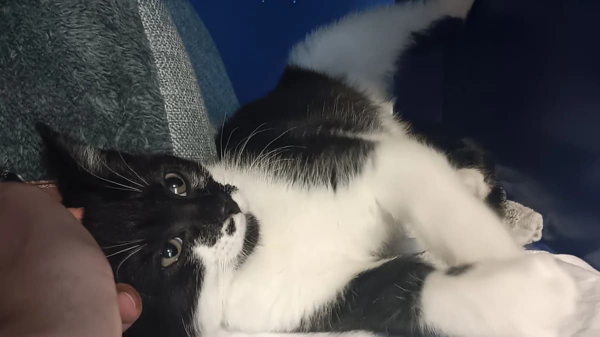 Sif, female puppy mixed breed for adoption at Battersea Dogs & Cats Home, London