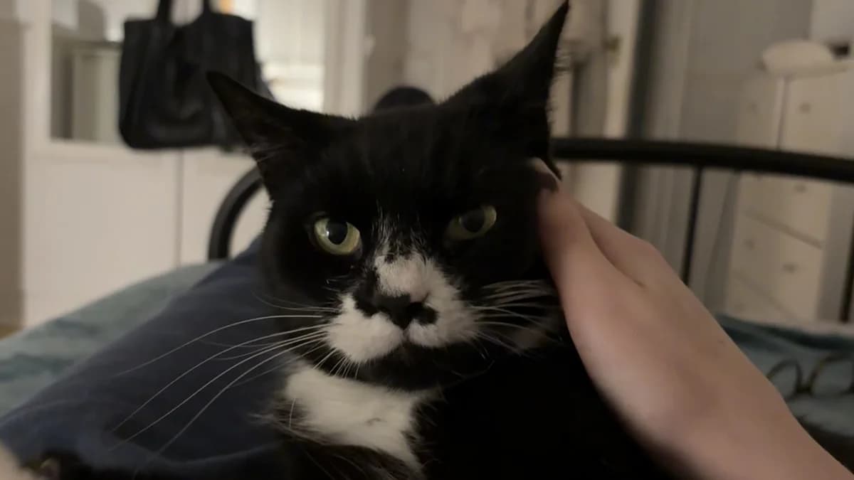 Sir Loves-a-Lot, male senior mixed breed for adoption at Battersea Dogs & Cats Home, London