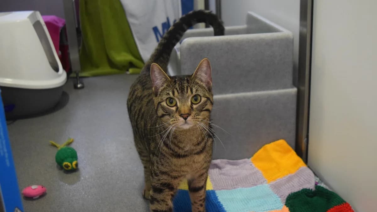 Sky, male puppy mixed breed for adoption at Battersea Dogs & Cats Home, London