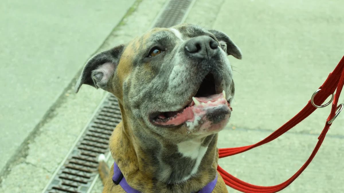 Skye, female 4yo Cane Corso for adoption at Battersea Dogs & Cats Home, London