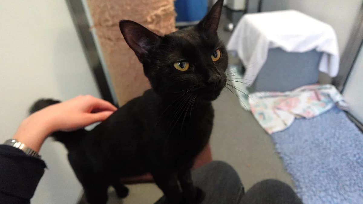Slinky Malinki, female young mixed breed for adoption at Battersea Dogs & Cats Home, London