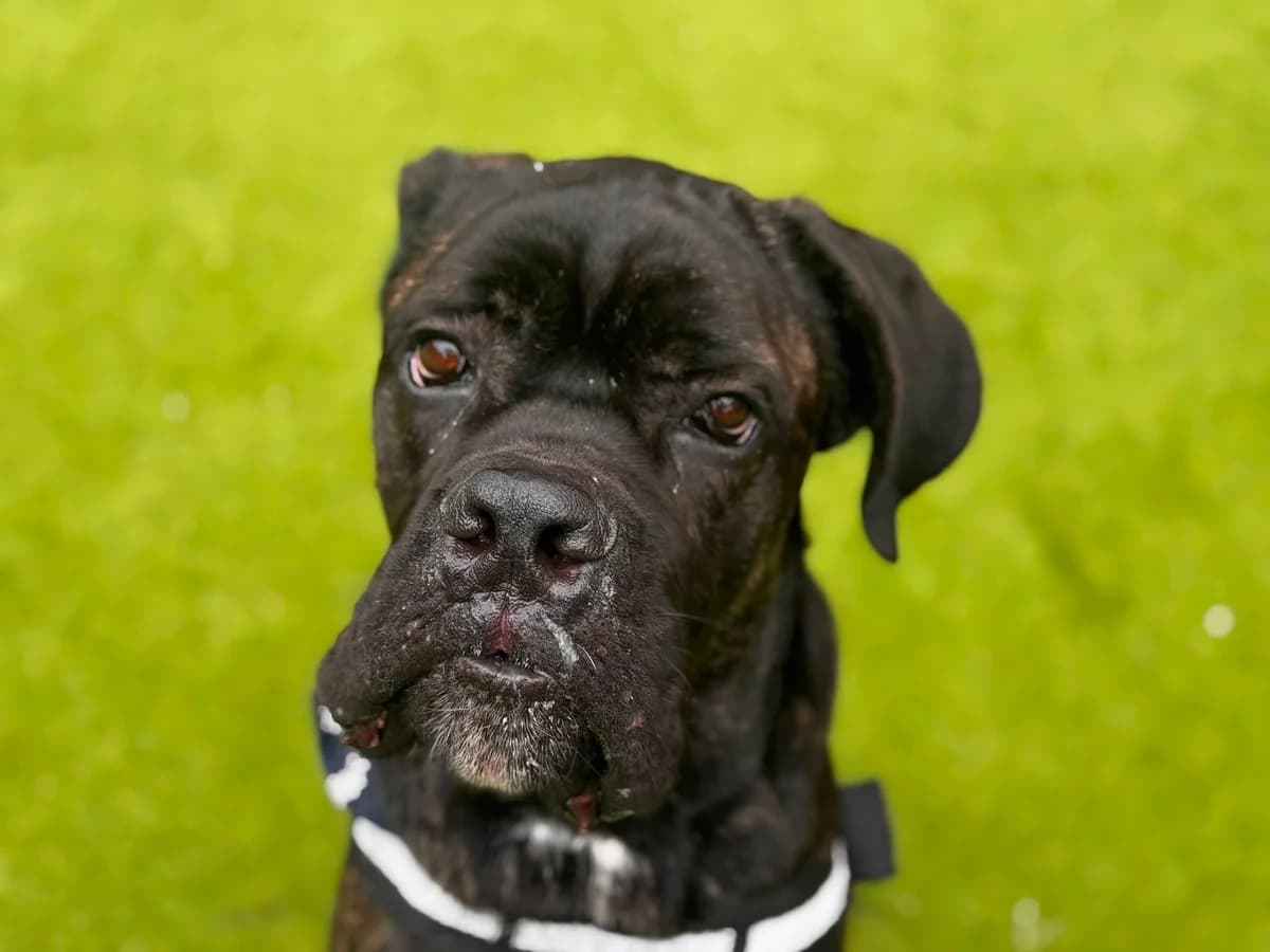 Snoop, male young Cane Corso for adoption at Battersea Dogs & Cats Home, London