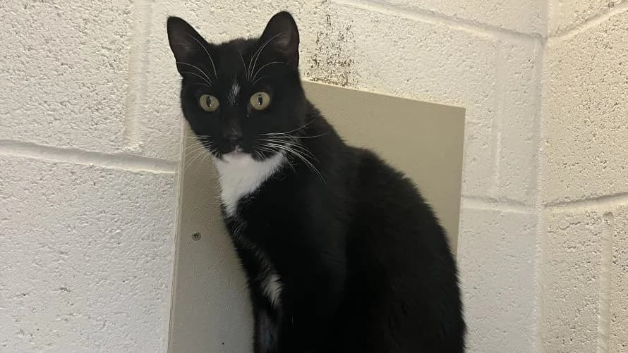 Snowball, male mixed breed for adoption at Battersea Dogs & Cats Home, London