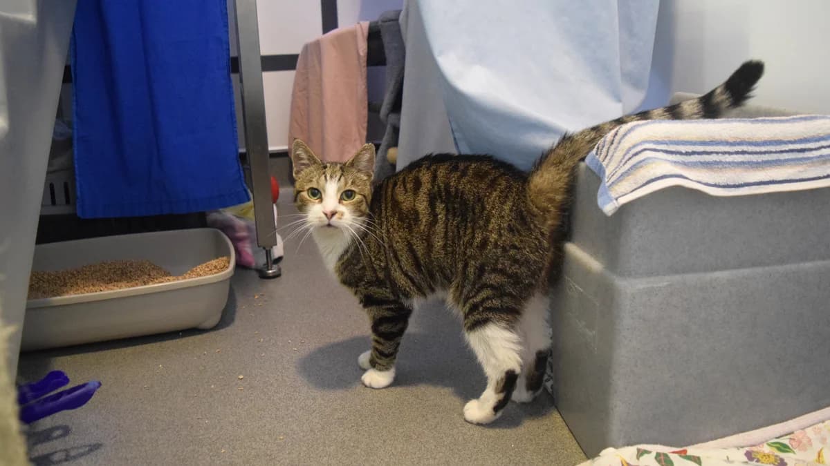 Sona, male senior mixed breed for adoption at Battersea Dogs & Cats Home, London