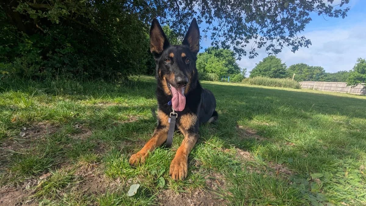 Sonny, male young German Shepherd for adoption at Battersea Dogs & Cats Home, London