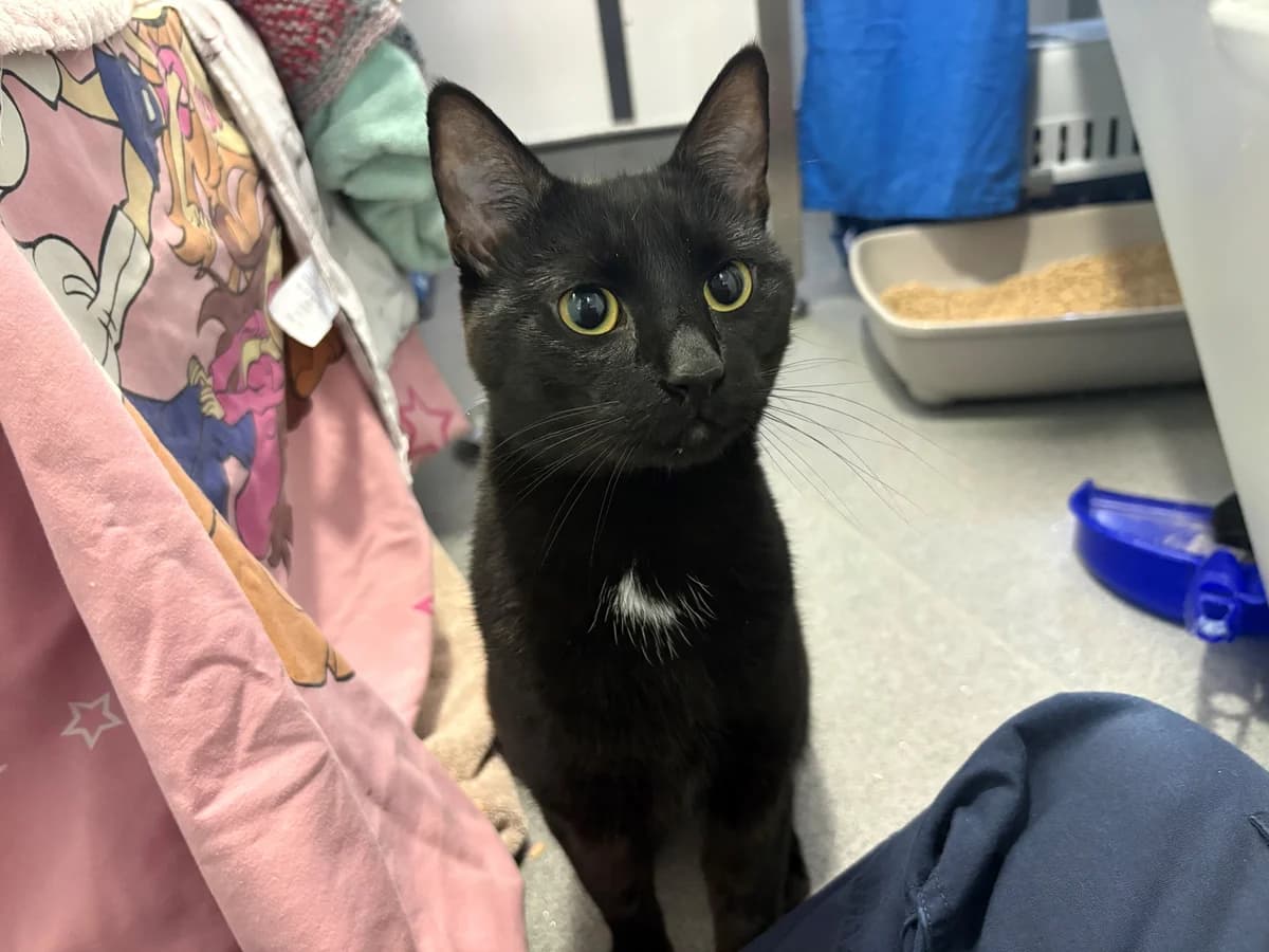 Spike, male 5yo mixed breed for adoption at Battersea Dogs & Cats Home, London