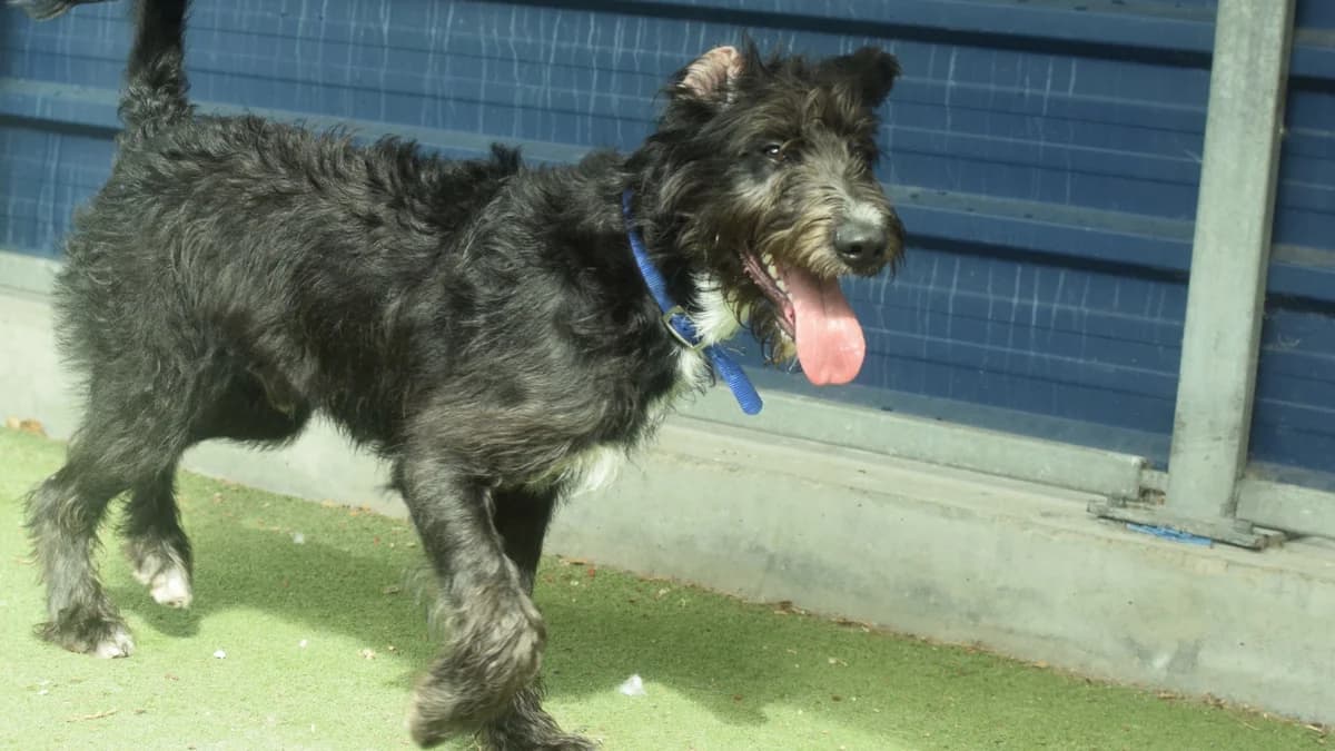 Spirali, male puppy Mixed Breed for adoption at Battersea Dogs & Cats Home, London