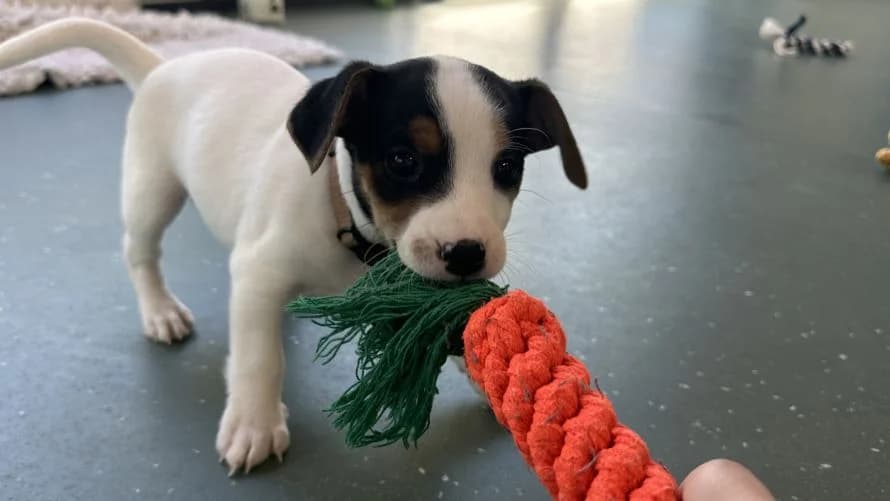Sprout, male Jack Russell Terrier for adoption at Battersea Dogs & Cats Home, London