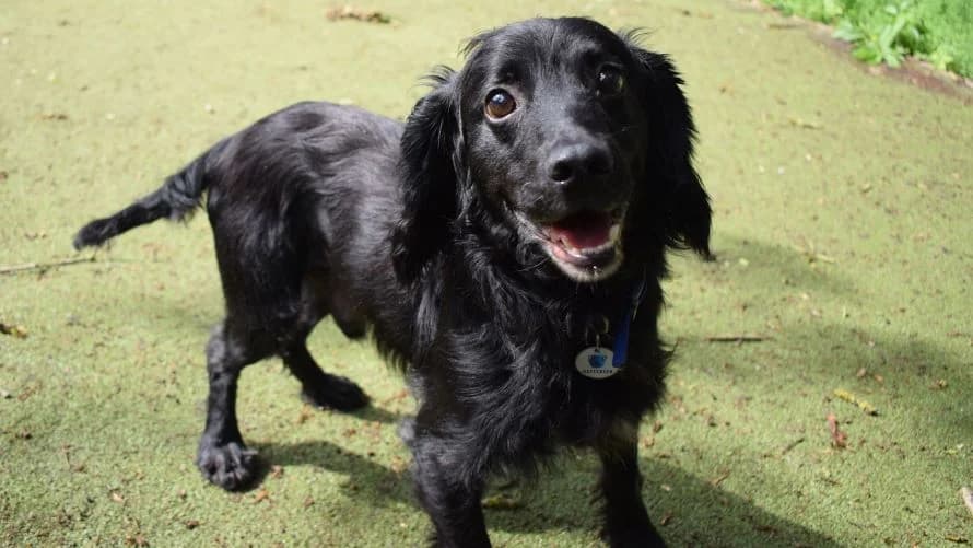 Stanley, male senior Cocker Spaniel for adoption at Battersea Dogs & Cats Home, London