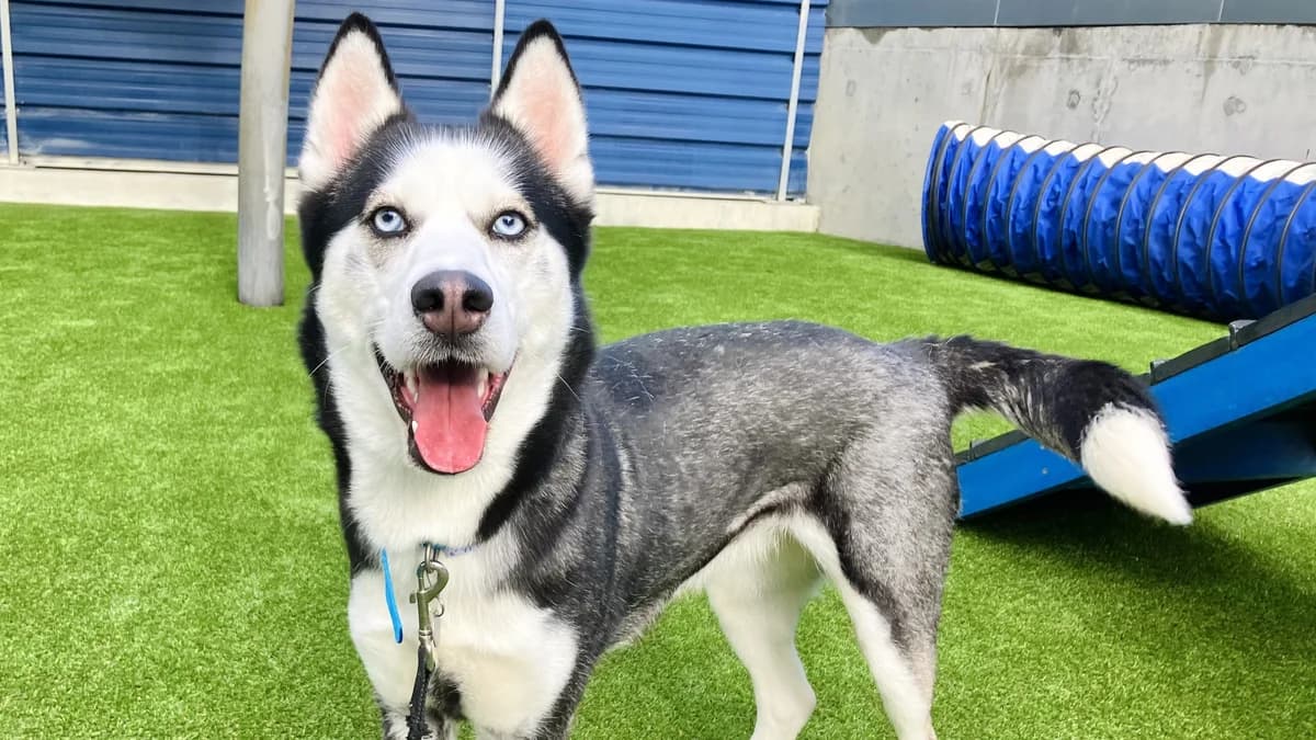 Star, male young Husky for adoption at Battersea Dogs & Cats Home, London