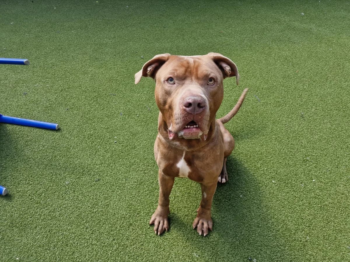 Star, male English Bulldog for adoption at London