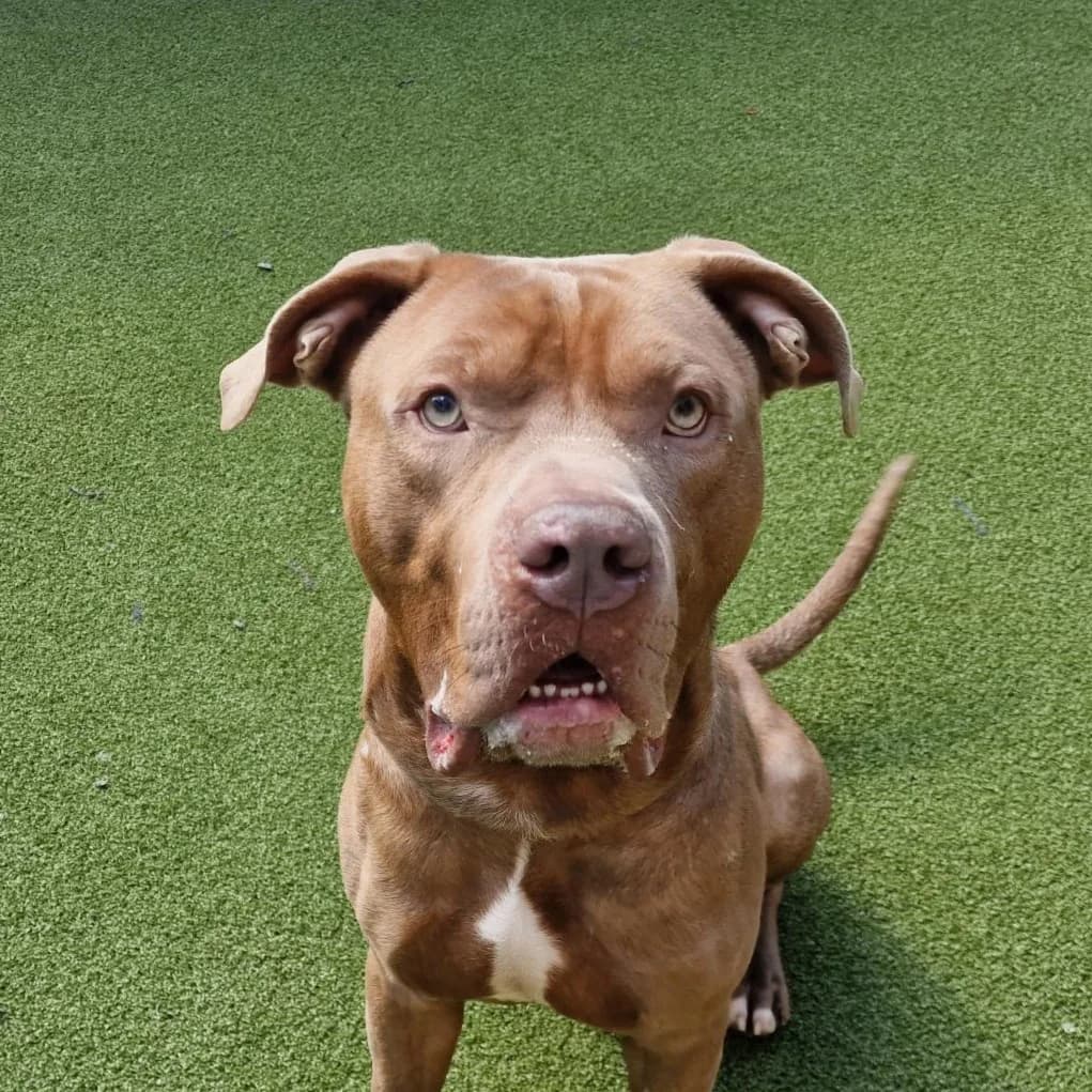 Star, male English Bulldog for adoption at Battersea Dogs & Cats Home, London photo 2