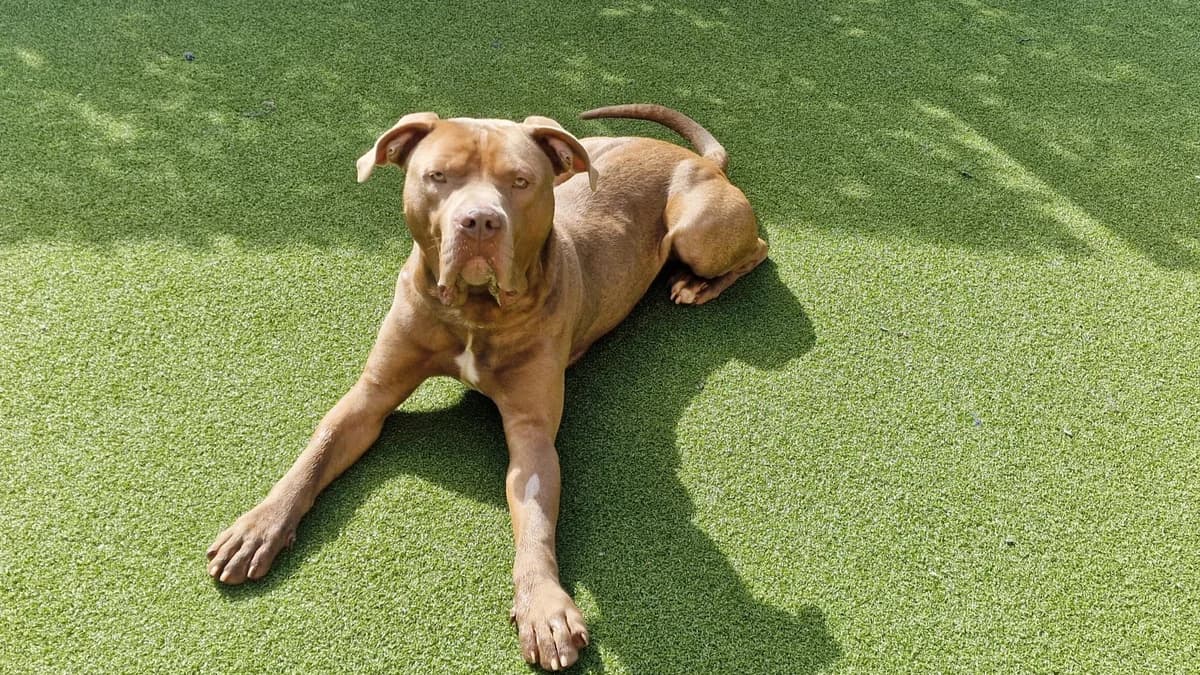 Star, male English Bulldog for adoption at Battersea Dogs & Cats Home, London photo 3