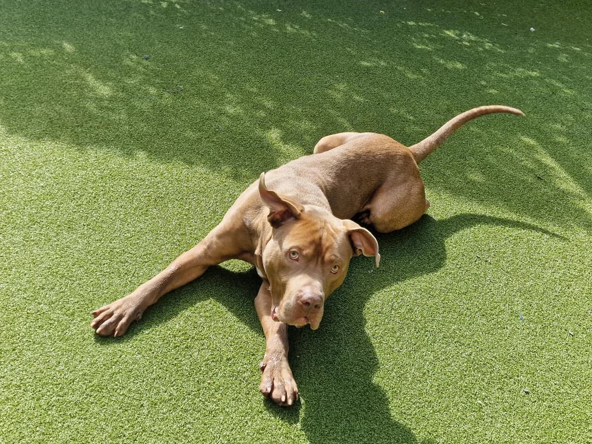Star, male English Bulldog for adoption at Battersea Dogs & Cats Home, London photo 4