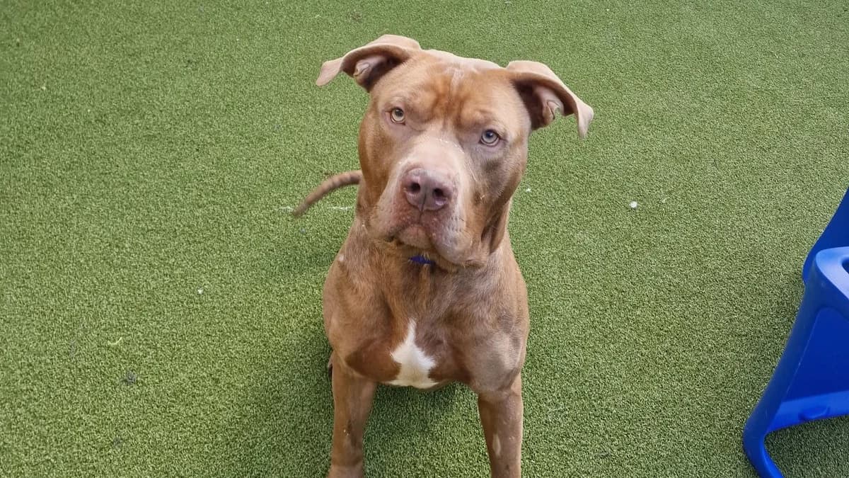 Star, male English Bulldog for adoption at Battersea Dogs & Cats Home, London photo 5