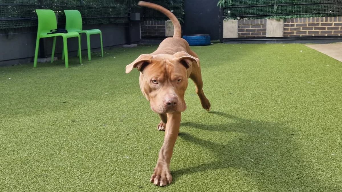 Star, male English Bulldog for adoption at Battersea Dogs & Cats Home, London photo 6